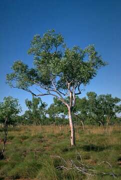 صورة Eucalyptus brevifolia F. Müll.