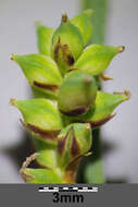 Image of carnation sedge