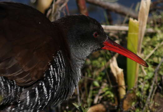 Image of African Rail