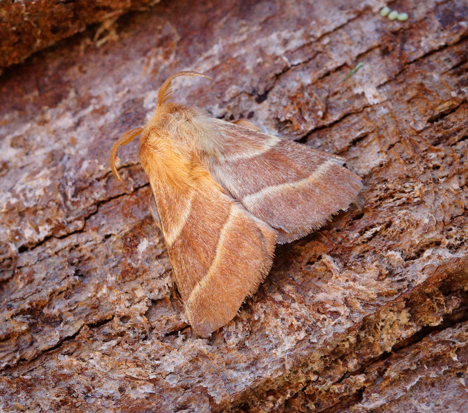 Image of lackey moth