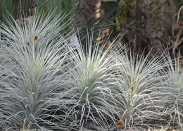 Imagem de Tillandsia tectorum É. Morren