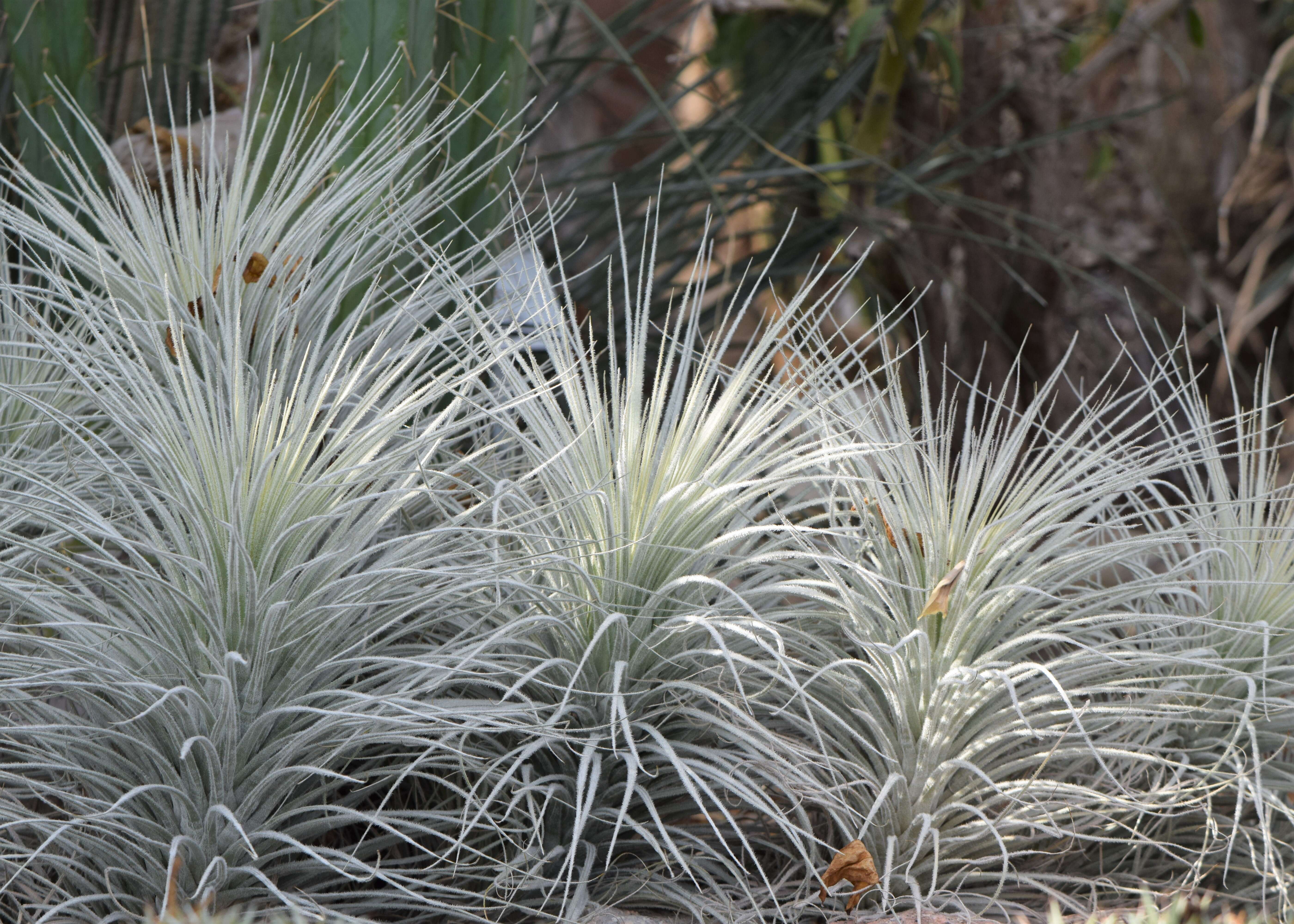 Image of Tillandsia tectorum É. Morren