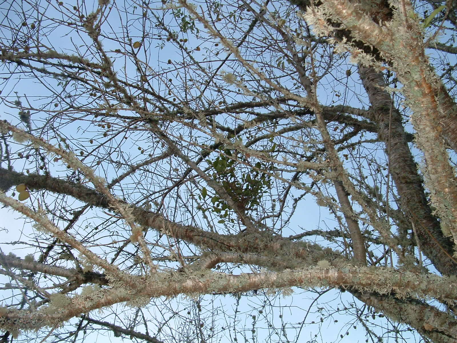 Image of flowering almond