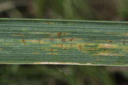 Imagem de Calamagrostis epigejos (L.) Roth