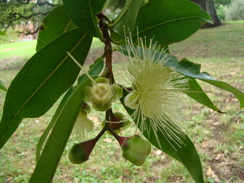 Слика од Syzygium jambos (L.) Alston