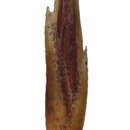Image of Schoenus vaginatus Benth.