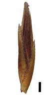 Image of Schoenus vaginatus Benth.