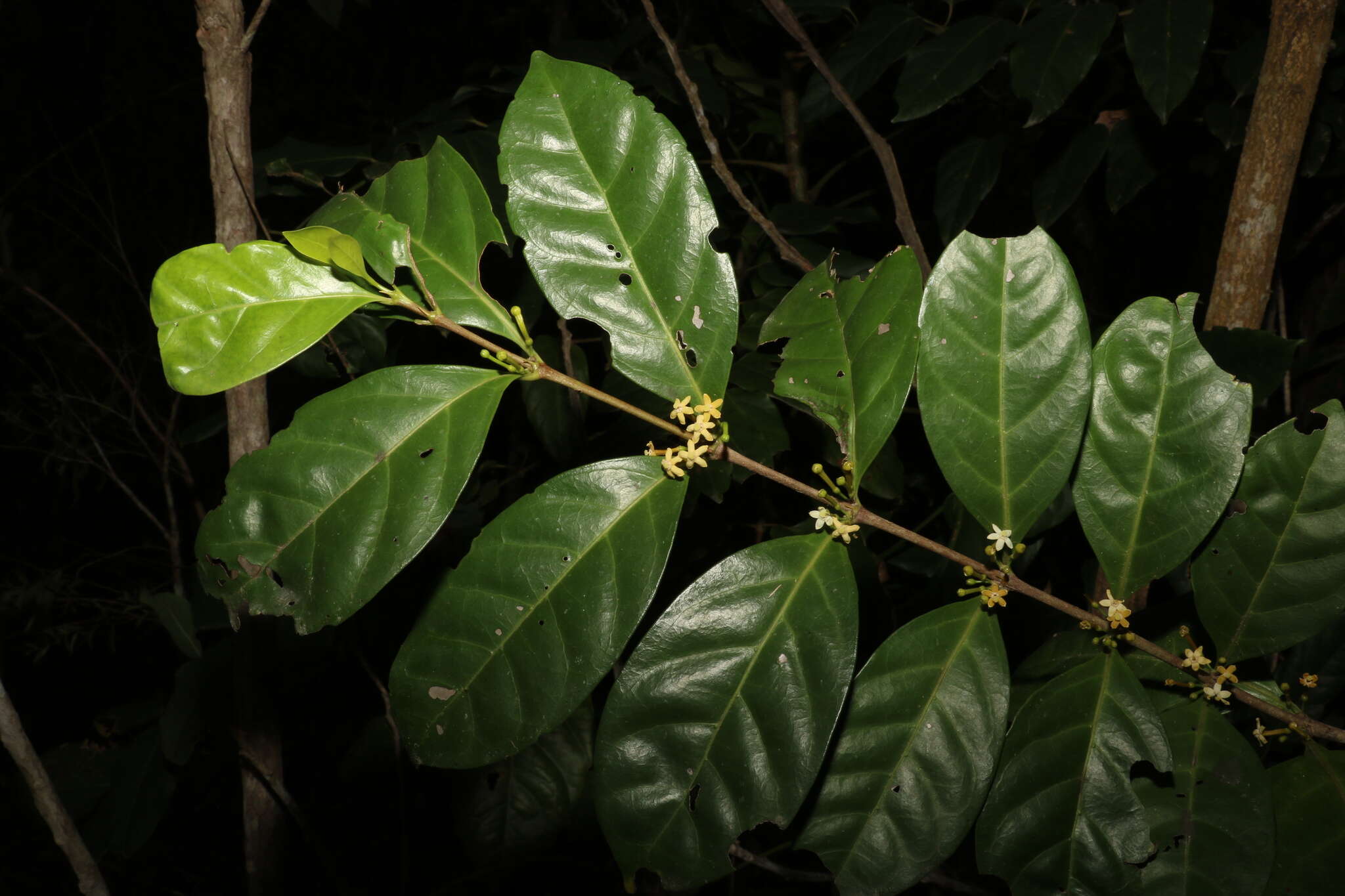 Image of Cyclophyllum multiflorum S. T. Reynolds & R. J. F. Hend.