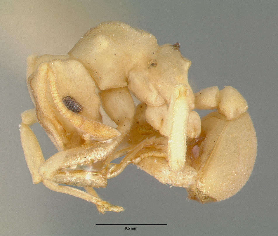 Image of Cyphomyrmex flavidus Pergande 1896