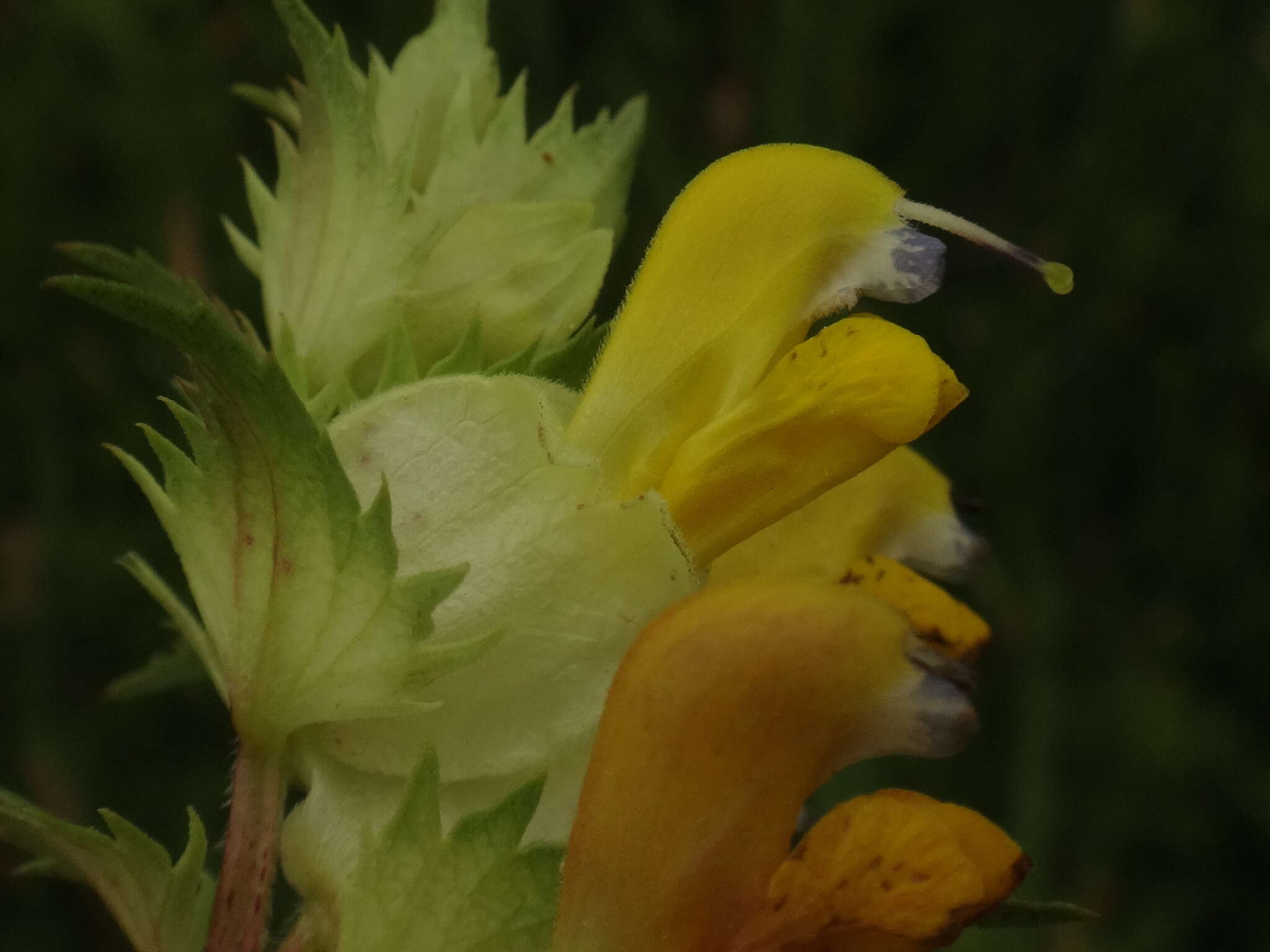 Image of late-flowering yellow rattle