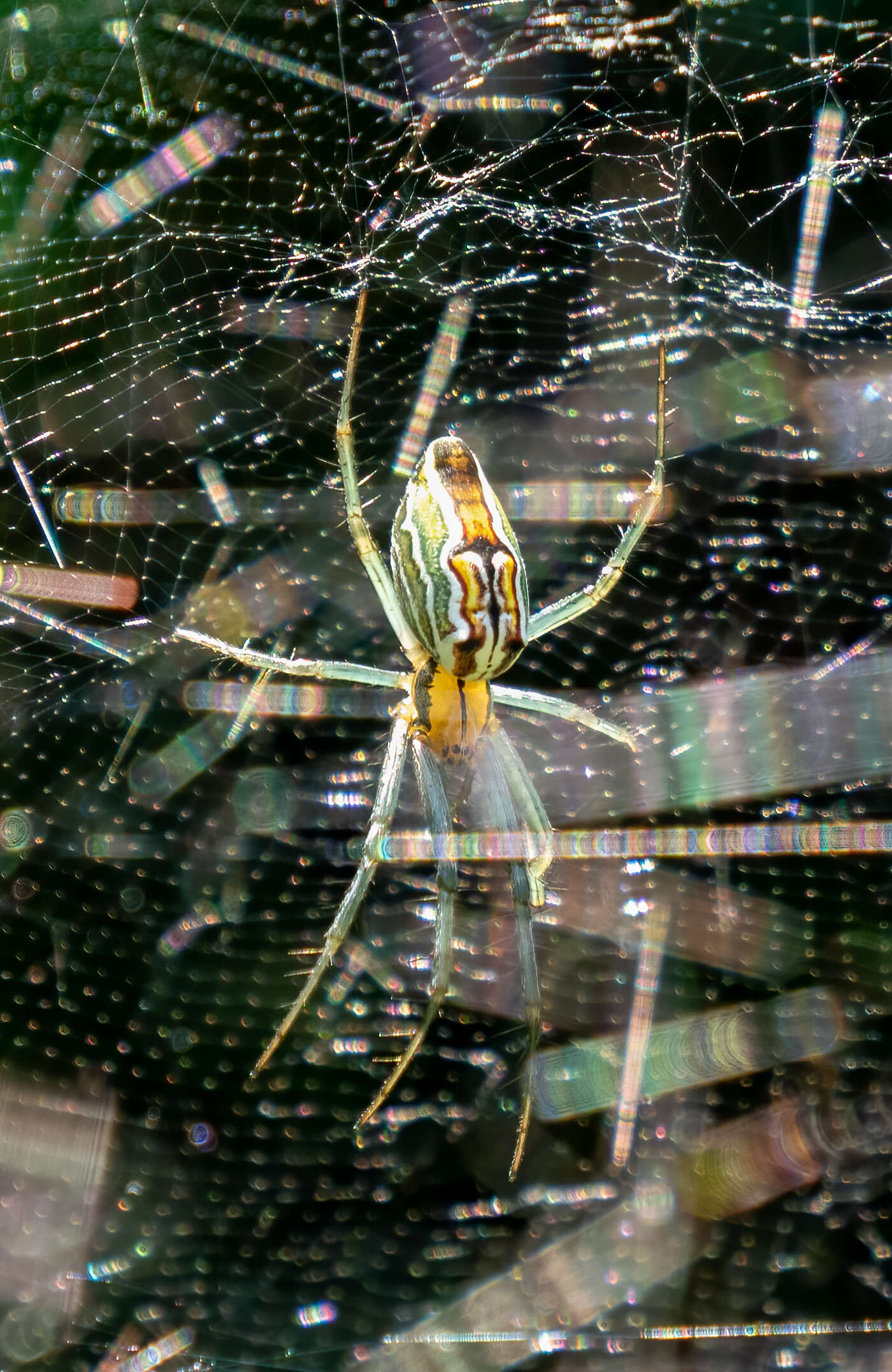 Image of Basilica Orbweaver