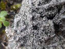 Image of Cow pie lichen