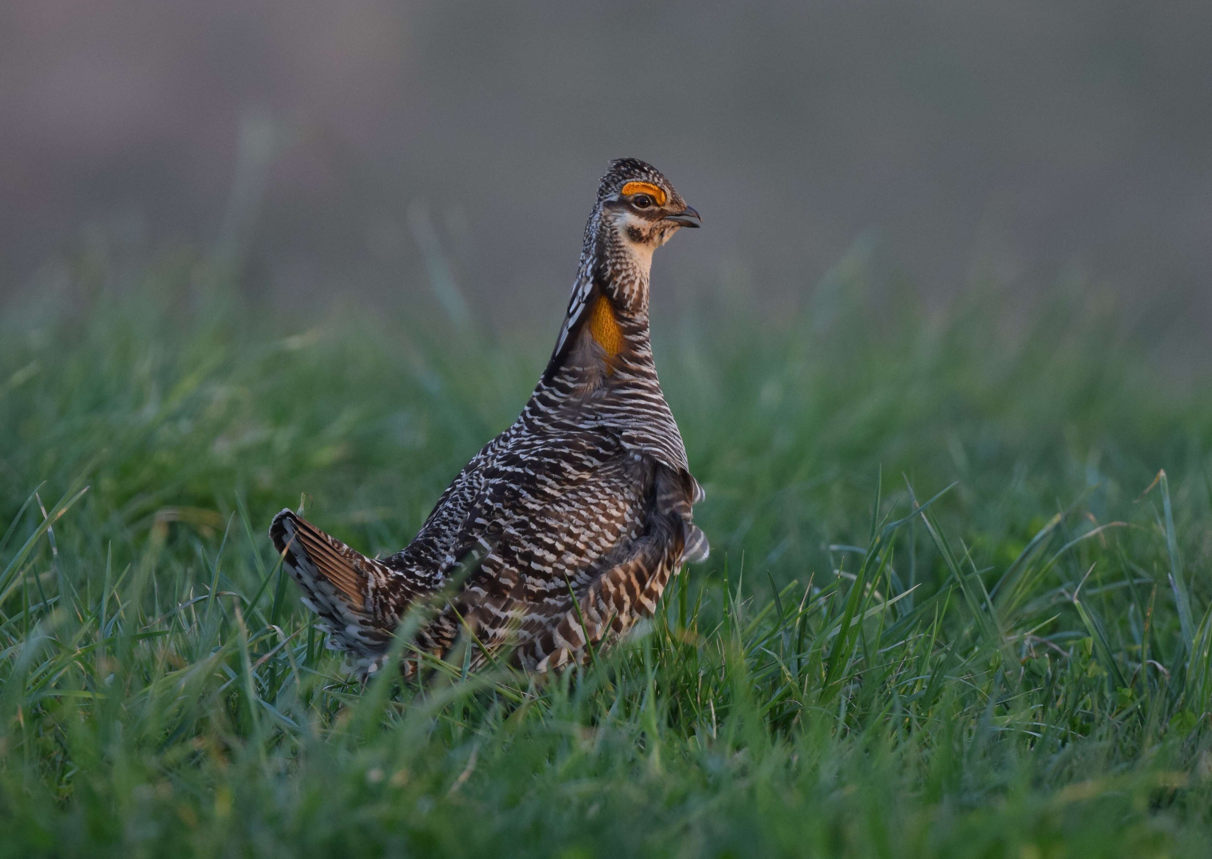 Image of Greater Prairie Chicken