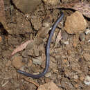 Image of Sagalla Caecilian