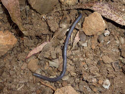 Image of Sagalla Caecilian