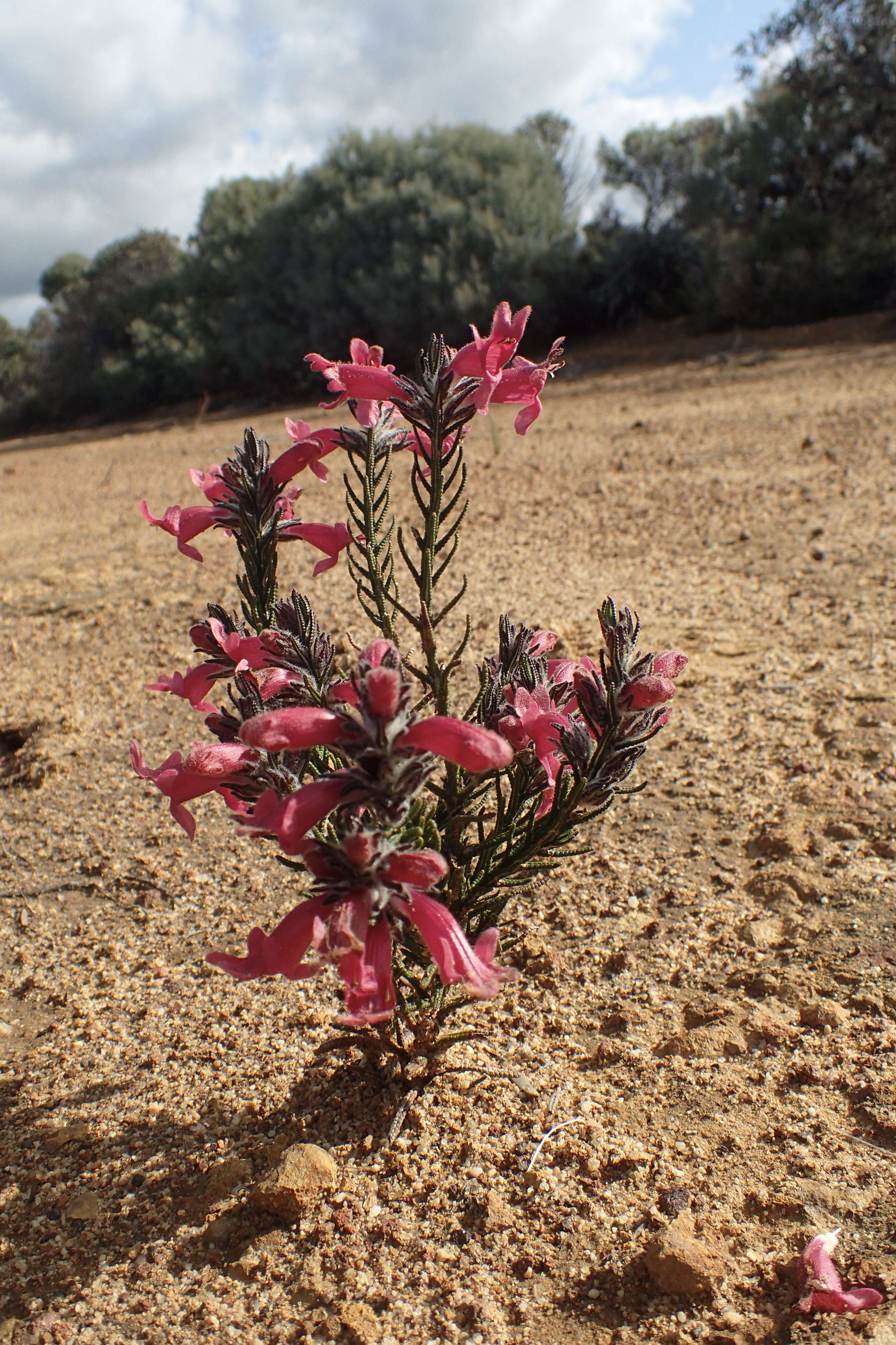 Image of Chloanthes coccinea Bartl.