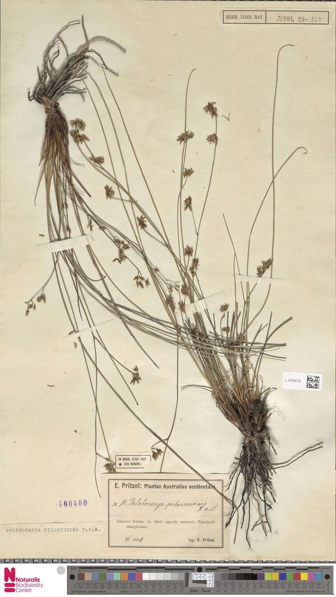 Image of Phlebocarya pilosissima (F. Muell.) Benth.