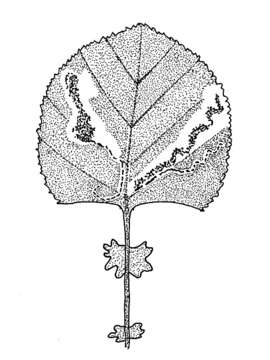 Stigmella geimontani (Klimesch 1940) Klimesch 1961 resmi