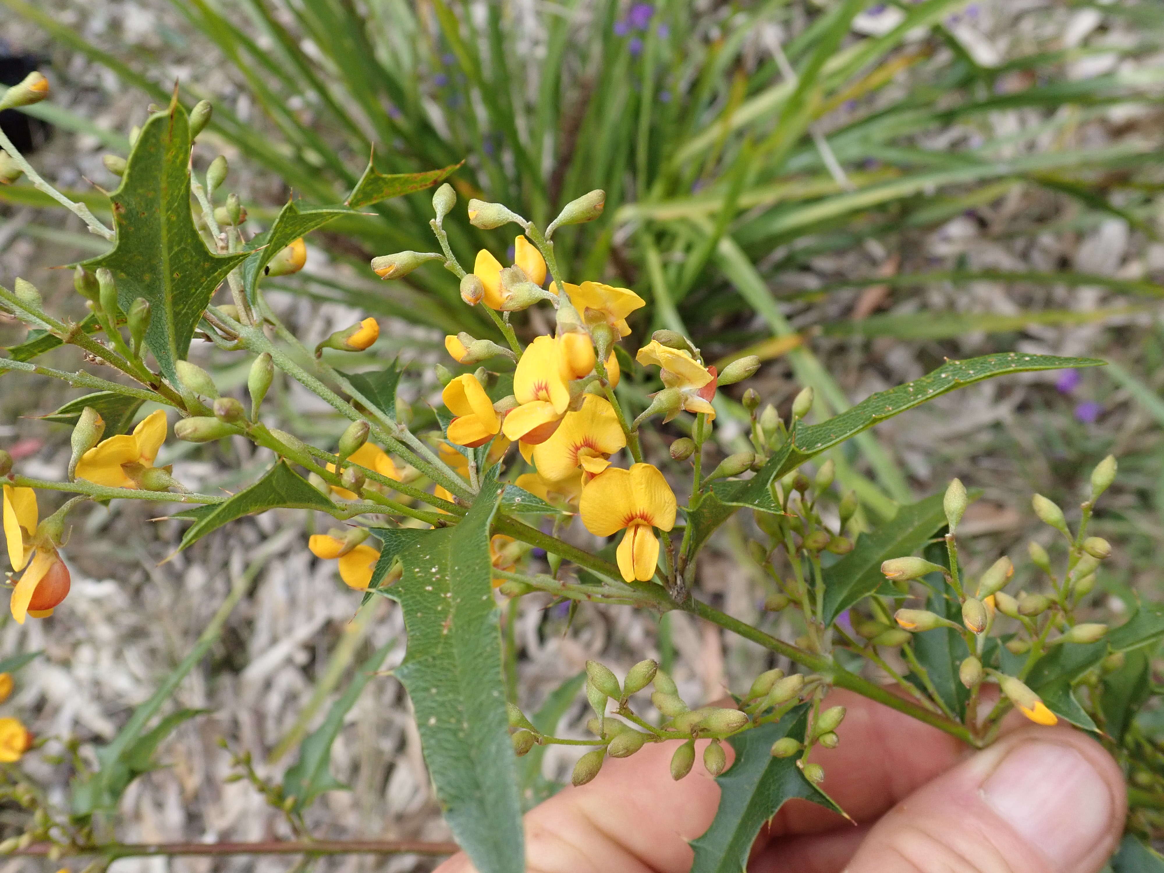 Image de Podolobium ilicifolium (Andrews) Crisp & P. H. Weston