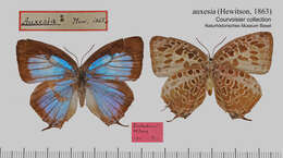 Plancia ëd Arhopala auxesia (Hewitson (1863))