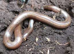 Image of Travancore Hills Thorntail Snake