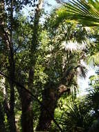 Image of Chinese windmill palm