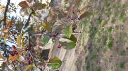 Image of Chinese crab apple