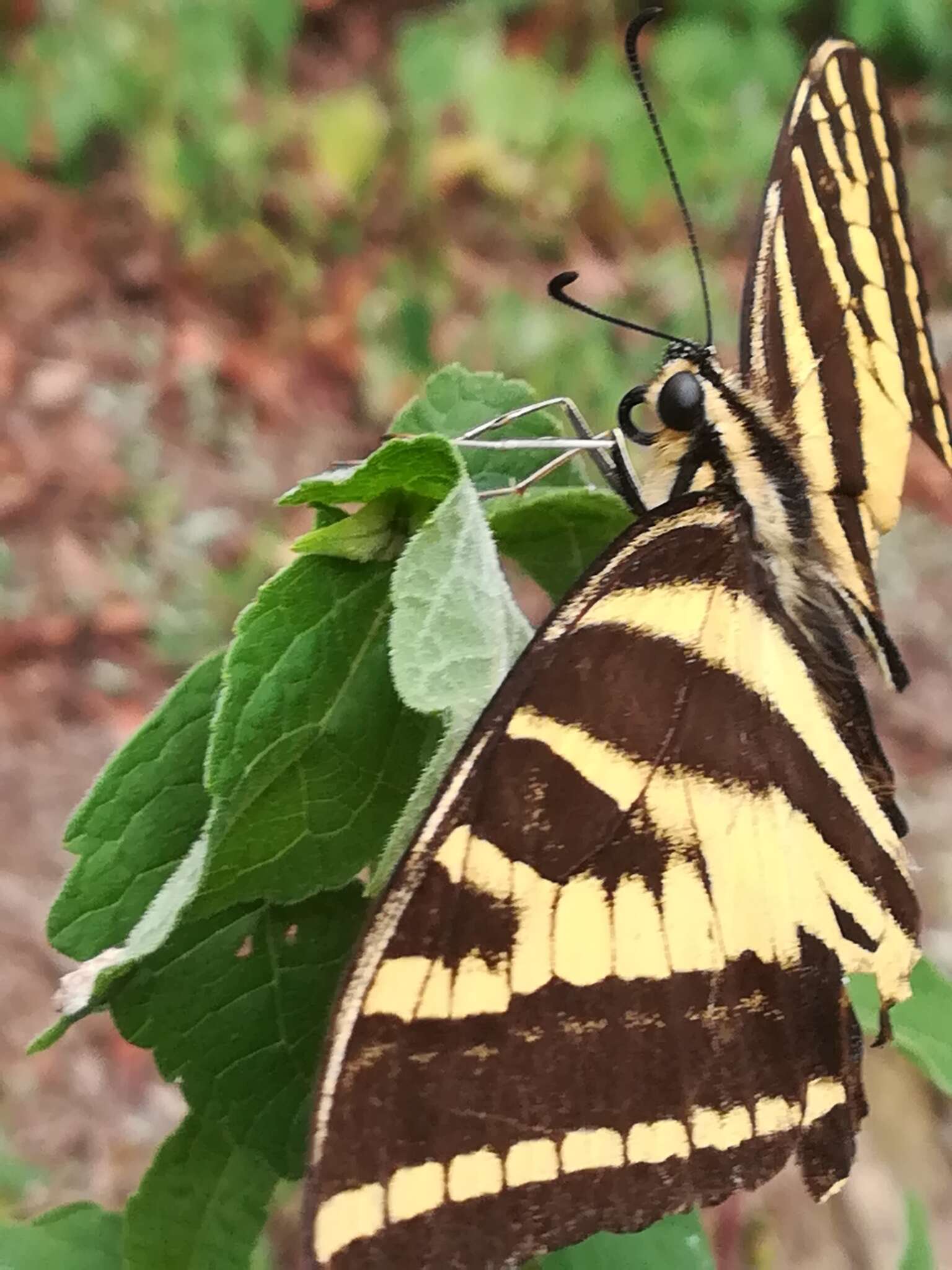 Sivun Papilio pilumnus Boisduval 1836 kuva