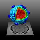 Image of Pseudomonas phage phi6