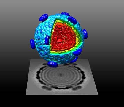 Image of Pseudomonas phage phi6