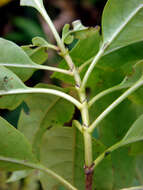 Image of Rarotongan Coprosma