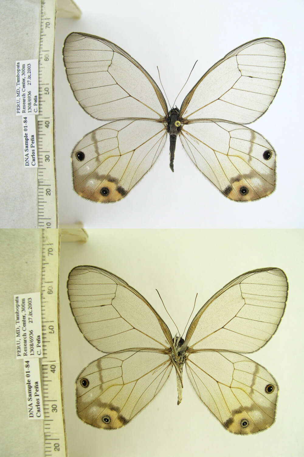 Image of Haetera piera Linnaeus 1758