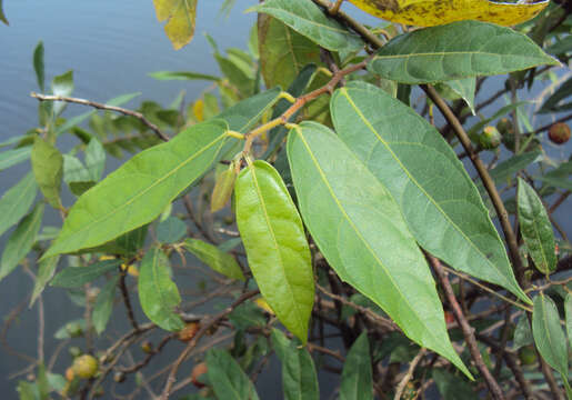 Image of Ficus heterophylla L. fil.