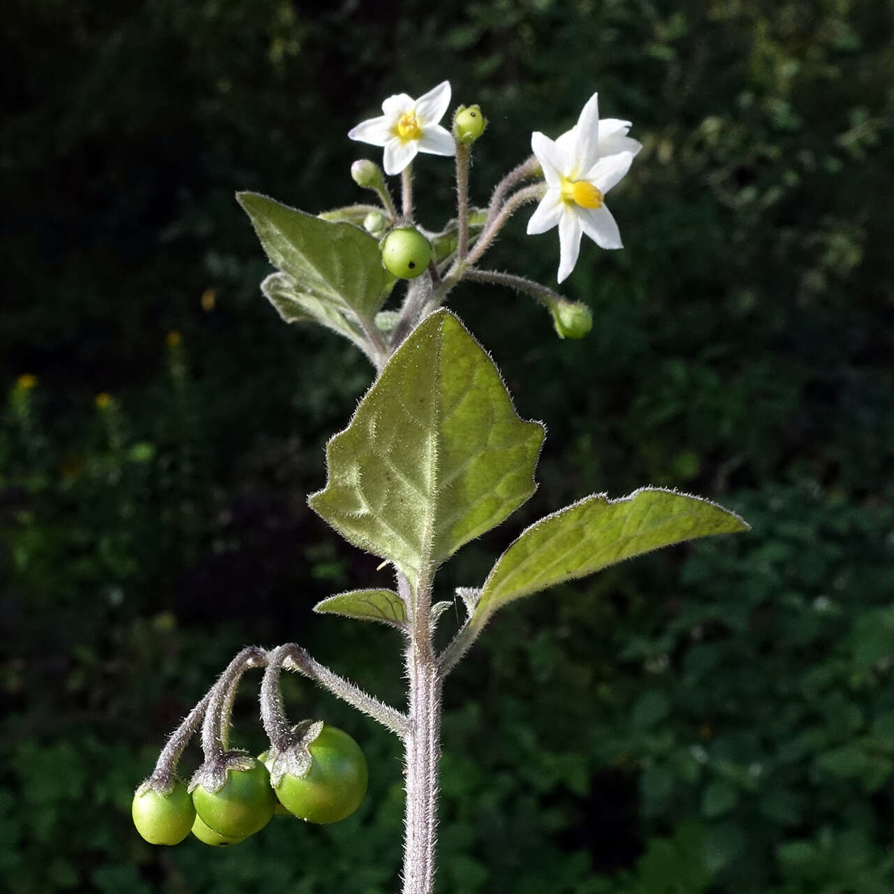 Plancia ëd Solanum nigrum L.