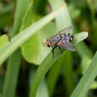 Image of marmoratus species group