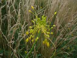 Image of Allium flavum L.