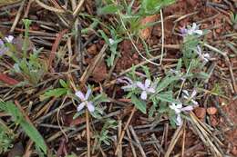 Plancia ëd Matthiola parviflora (Schousb.) W. T. Aiton