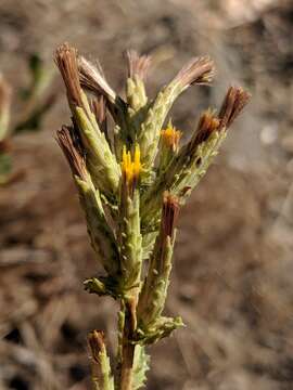 Image of serpentine bristleweed