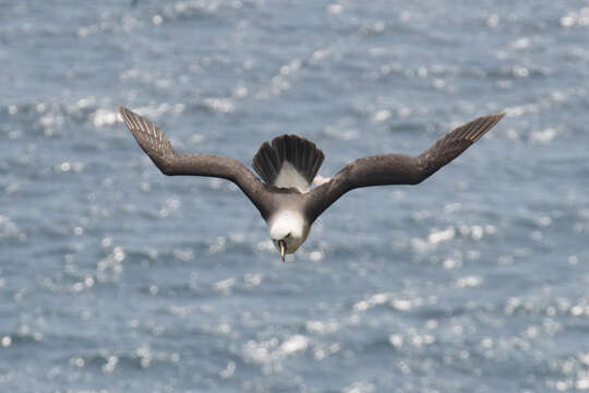 Image de Albatros de Carter