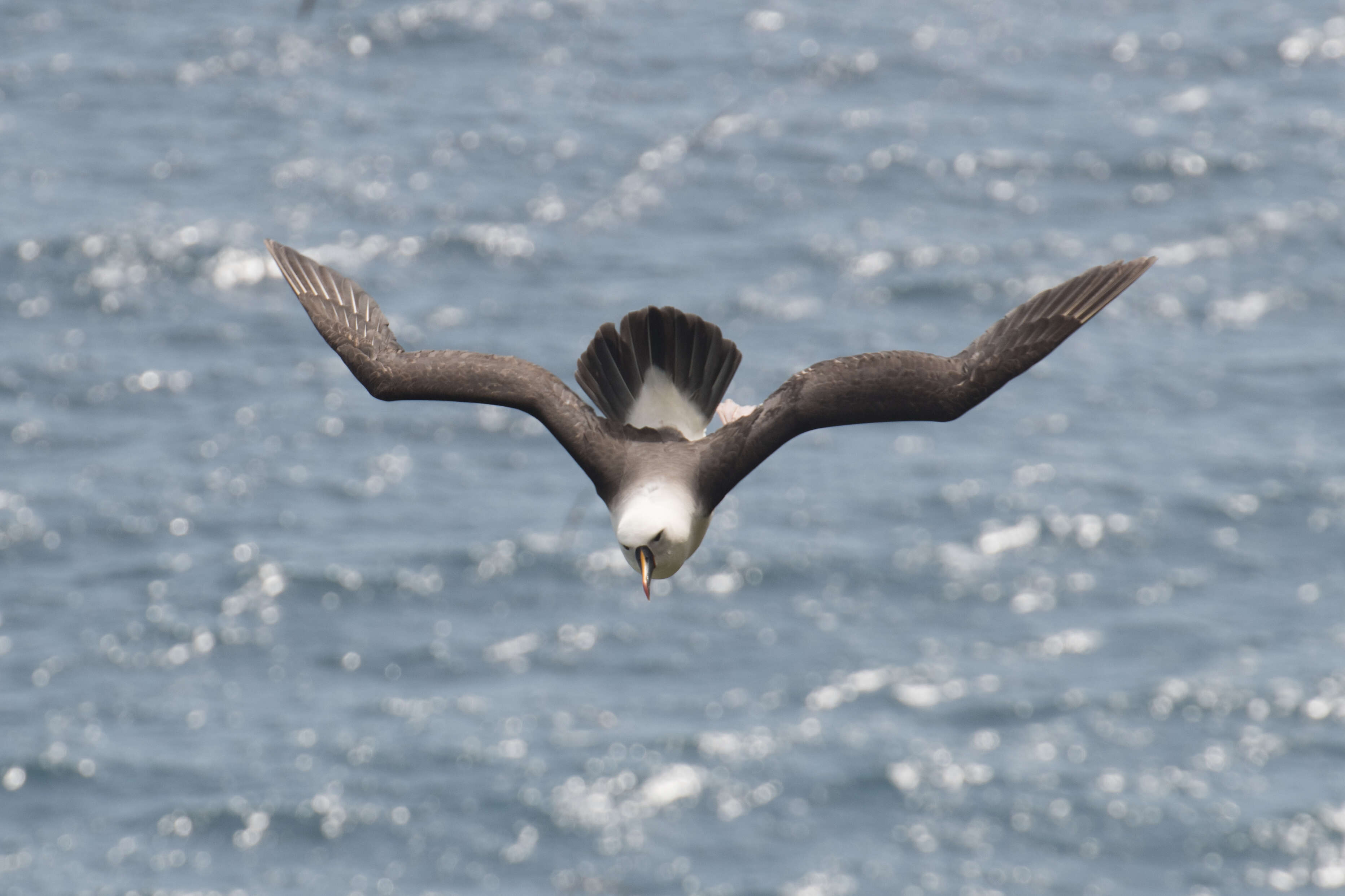 Image de Albatros de Carter