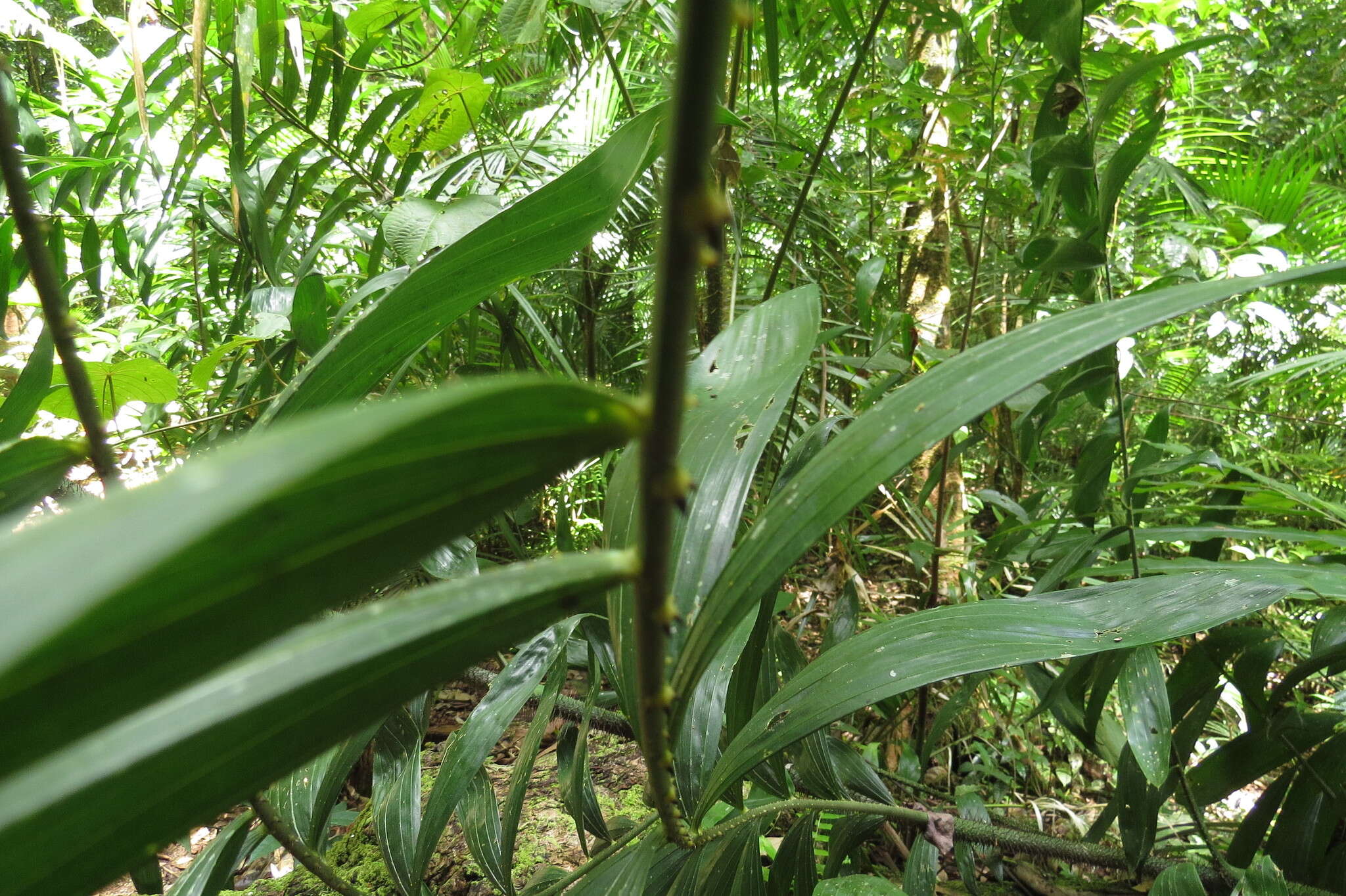 Image of Dunk Island lawyer vine