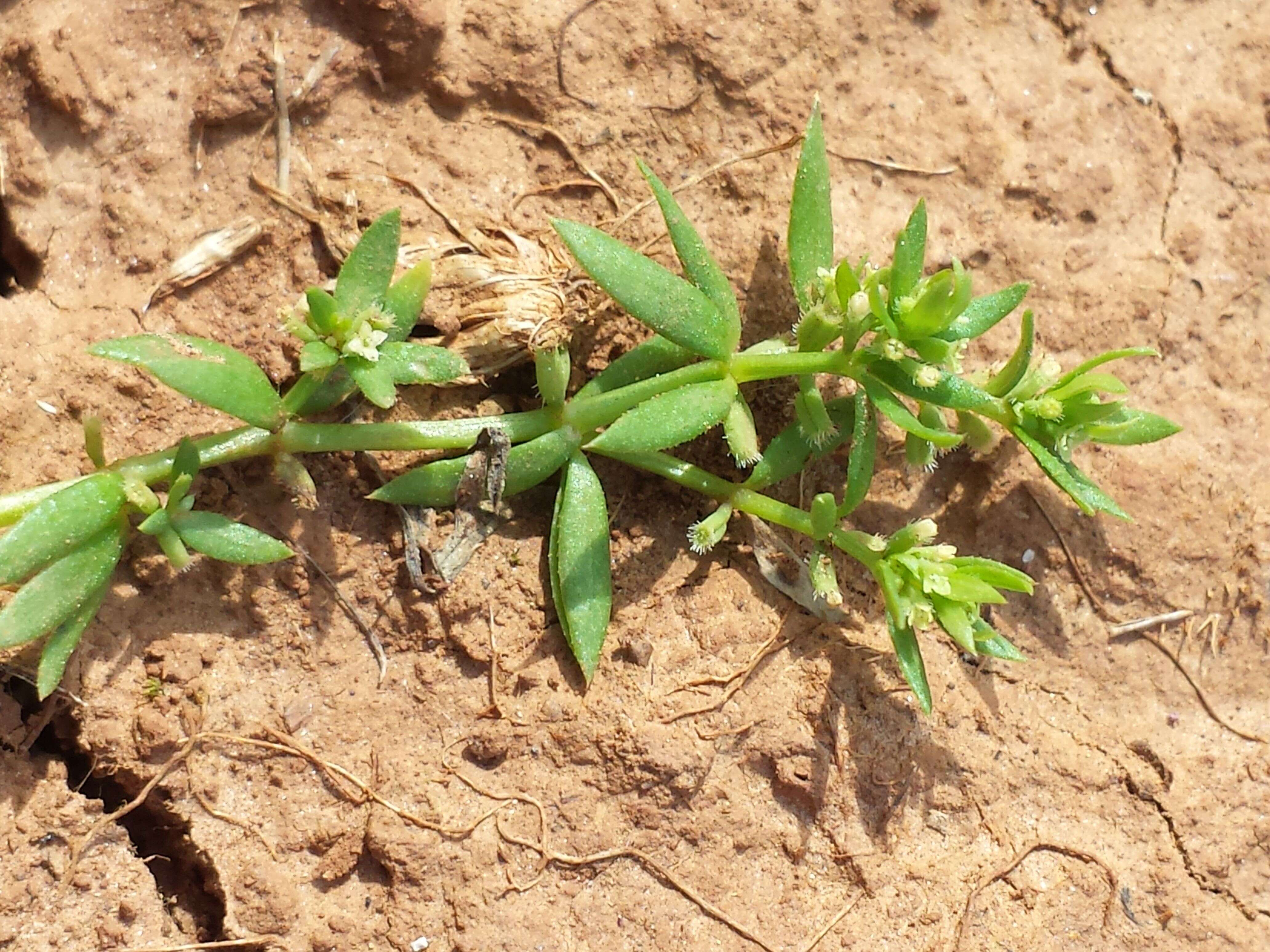 Image of yellow wall bedstraw