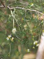 Image of Melaleuca pustulata Hook. fil.