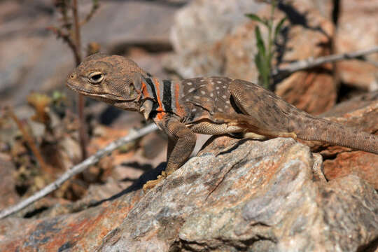 Image of Sonoran Collared Lizard