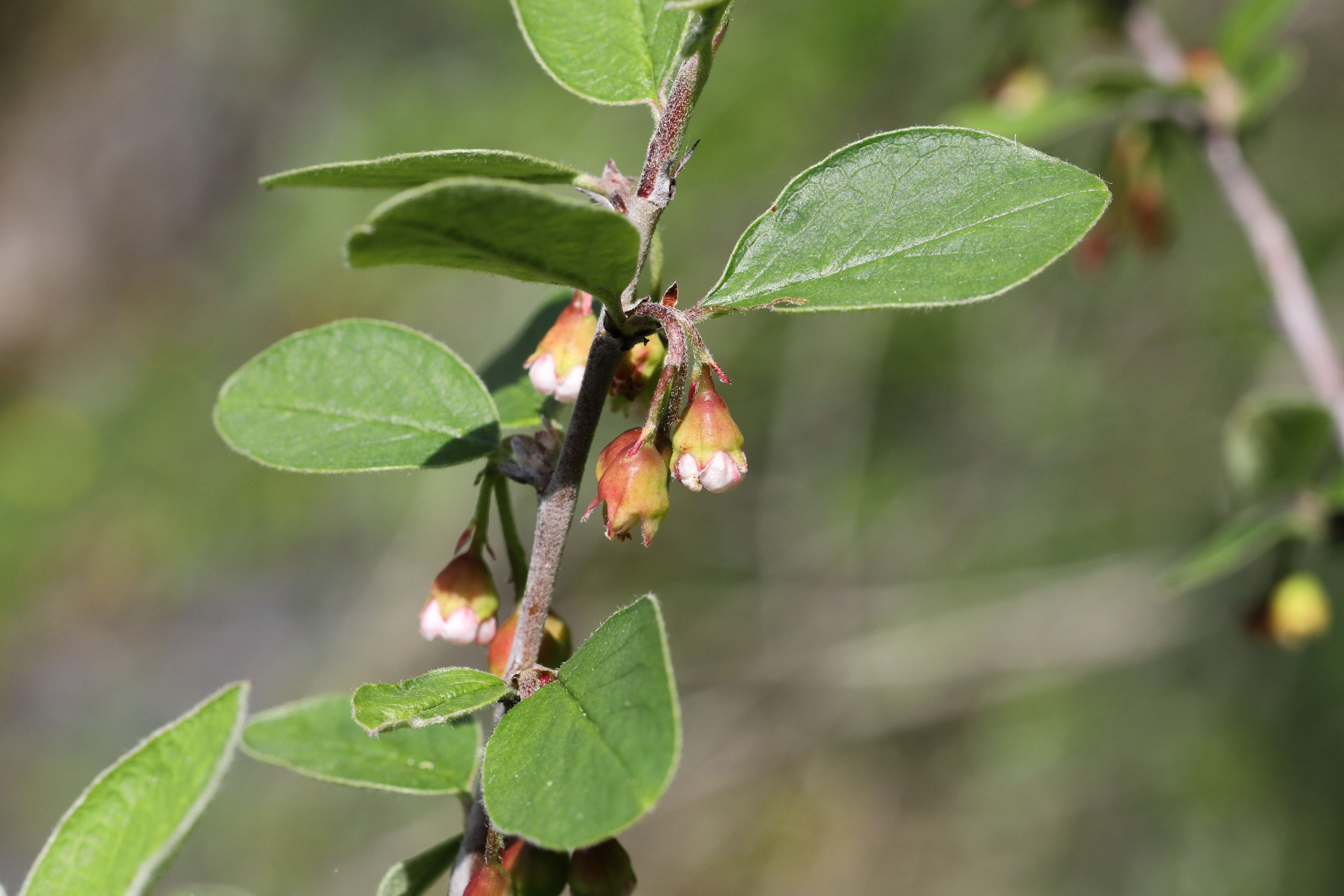 صورة Cotoneaster integerrimus Medik.