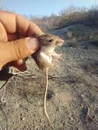 Image of Little Desert Pocket Mouse