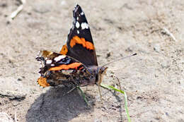 Imagem de Vanessa atalanta Linnaeus 1758