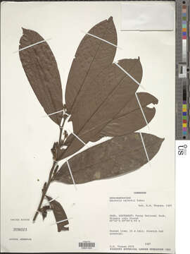 Image of Soyauxia talbotii E. G. Baker
