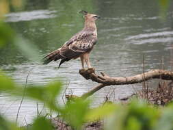 Nisaetus cirrhatus (Gmelin & JF 1788) resmi