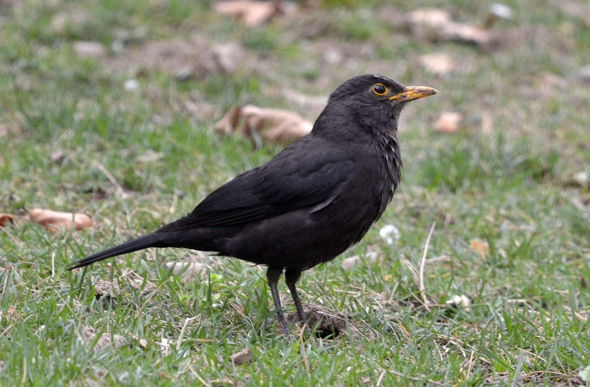 Image of Chinese Blackbird